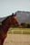 Horse ad