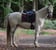 Horse ad