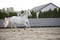 Horse ad