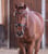 Horse ad