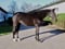 Horse ad
