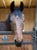 Horse ad