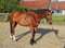 Horse ad
