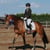 Annuncio cavallo