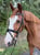 Annuncio cavallo