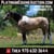 Horse ad