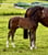 Annuncio cavallo