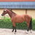 Horse ad