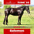 Annuncio cavallo