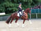 Horse ad