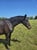 Horse ad