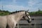 Horse ad