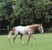 Horse ad