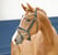 Anuncio de caballos