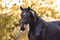 Horse ad