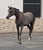 Horse ad