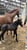Annonce cheval