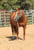 Horse ad