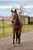 Horse ad