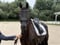 Horse ad