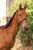 Horse ad