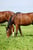 Horse ad
