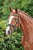 Horse ad