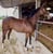 Horse ad