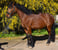 Horse ad