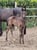 Horse ad