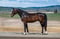 Annonce cheval