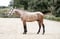 Horse ad