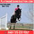 Horse ad