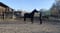 Horse ad