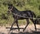 Annuncio cavallo