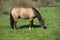 Horse ad