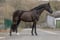 Annuncio cavallo