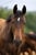 Annuncio cavallo