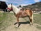 Annuncio cavallo