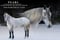 Horse ad
