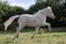 Annuncio cavallo