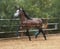 Annuncio cavallo