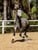 Annuncio cavallo