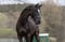 Annonce cheval