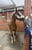 Horse ad