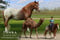 Annuncio cavallo