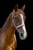 Horse ad