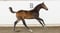 Annuncio cavallo