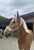 Horse ad