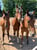 Anuncio de caballos